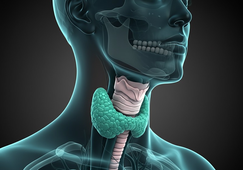 Thyroid health TSH T3 T4